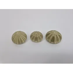 Sea urchin green 12st
