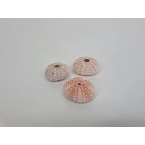 Sea urchin pink 25pcs