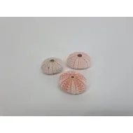 Oursins rose 3pcs