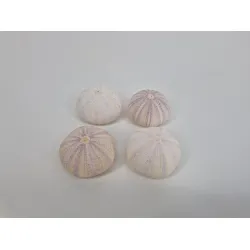 Sea urchin violet 4pcs