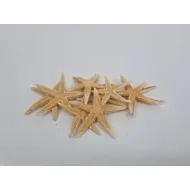 Starfish small 10pcs