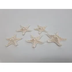 Starfish medium bleached 25pcs