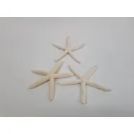 Starfish white 10-15cm 10pcs