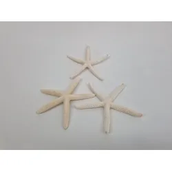 Starfish white 10-15cm 10pcs