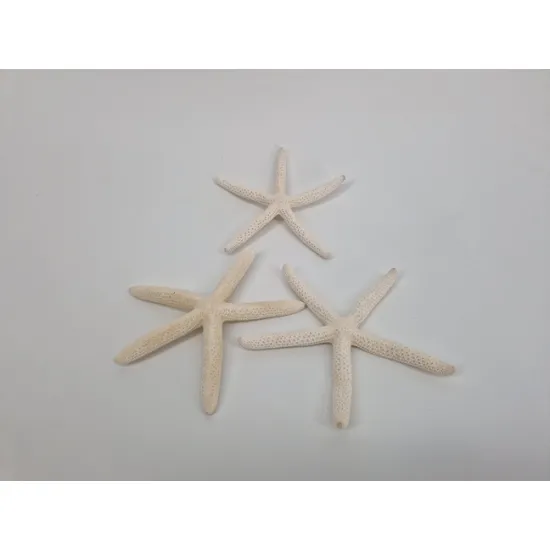 Starfish white 10-15cm 10pcs