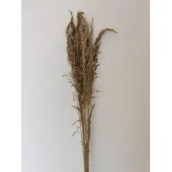 Ampelodesma or +/-200gr