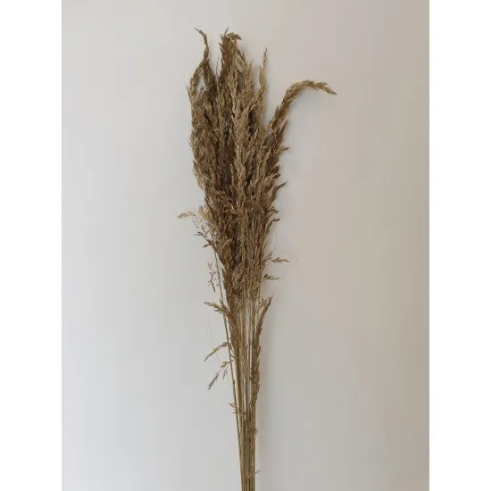 Ampelodesma goud +/-200gr