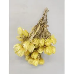 Capblumen large 30cm jaune +/-50gr