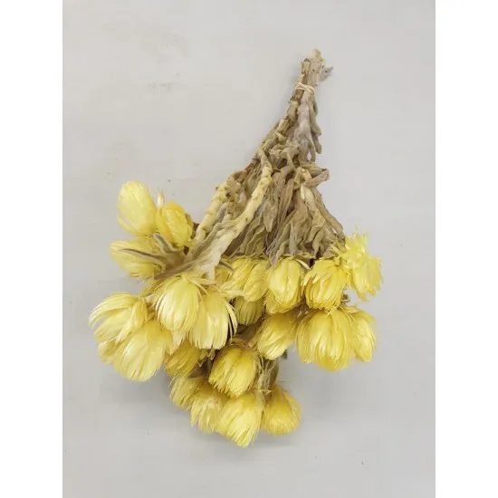 Capblumen large 30cm yellow +/-50gr