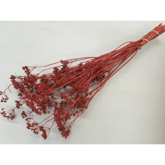 Carum carvi rood