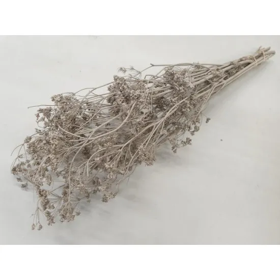 Carum carvi taupe