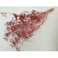 Carum carvi bordeaux