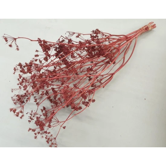 Carum carvi burgundy