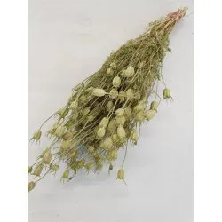 Centaurea groen naturel