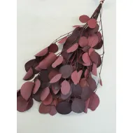 Eycalyptus populus stabilisé rouge +/-75gr