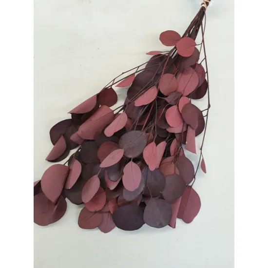 Eucalyptus populus preserved red +/-75gr