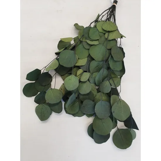 Eucalyptus populus geconserveerd groen +/-75gr
