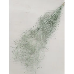 Gypsophila wild lichtgroen