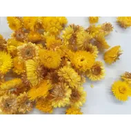 Helichrysum têtes jaune +/-100gr