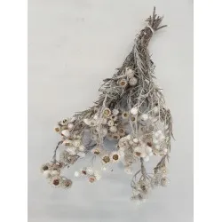 Immortelle naturel blanc +/-30cm