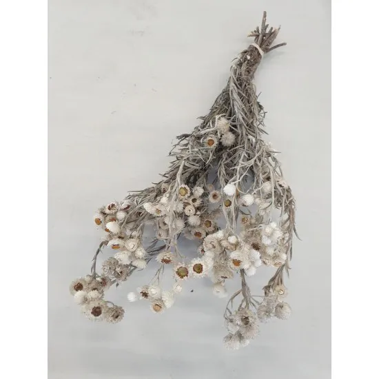 Immortelle naturel wit +/-30cm