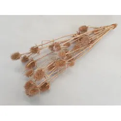 Cardone pearl salmon 10pcs