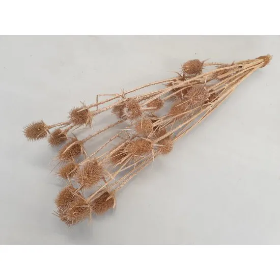 Cardone pearl salmon 10pcs