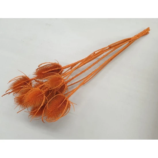 Cardoon thistle orange