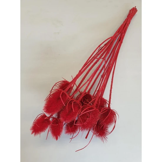 Cardone rouge