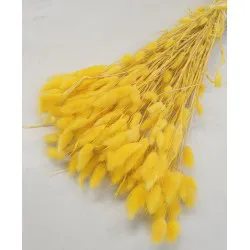 Lagurus ovatus yellow +/-100gr