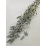 Lagurus ovatus ice green +/-100gr