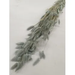 Lagurus ovatus ice green +/-100gr