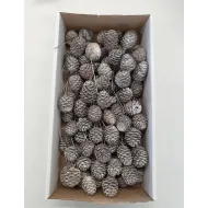 Muirii naturel sur tige 100pcs