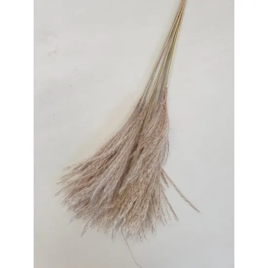 Miscanthus naturel +/-60cm 10st