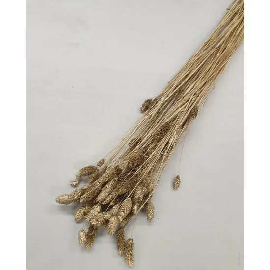 Phalaris or +/-100gr