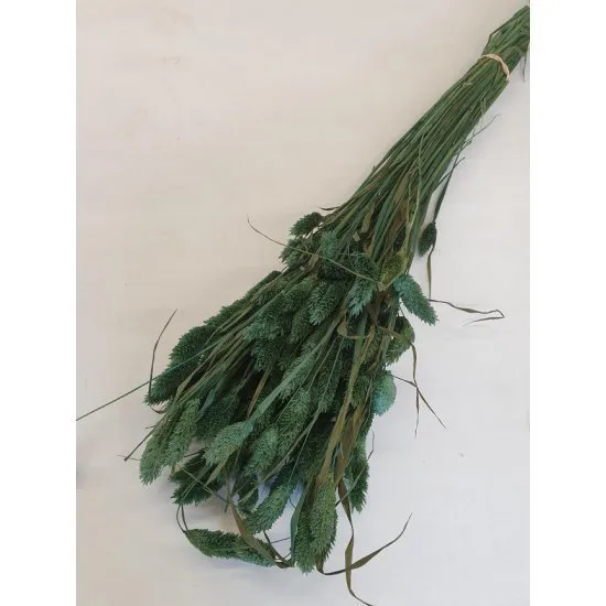 Phalaris green +/-100gr