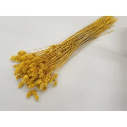 Phalaris yellow