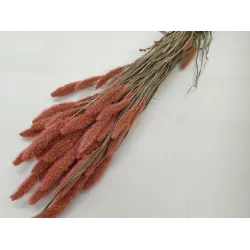 Setaria roze