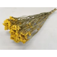 Statice sinuata jaune naturel