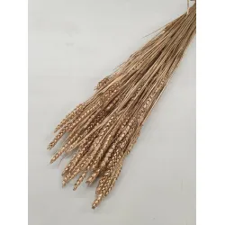 Ble (triticum) or antique