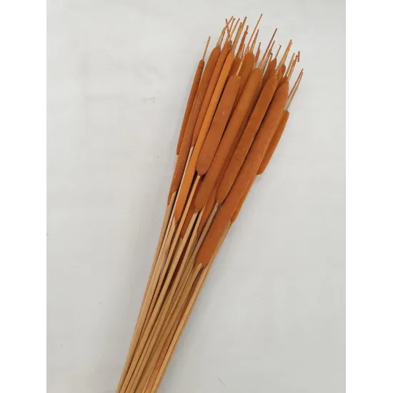 Typha groot oranje +/- 50st