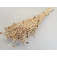 Wild daisy bleached +/-100gr