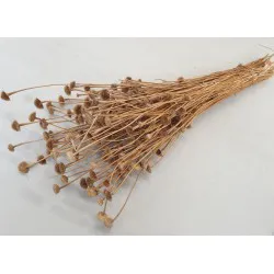 Wild daisy naturel +/-100gr