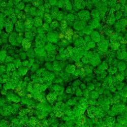 Mousse d'islande vert light 5kg