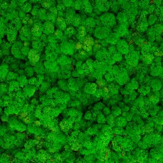 Icelandic moss grass green light 5kg