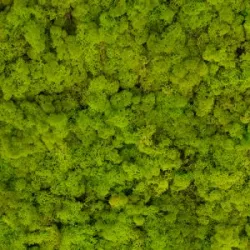 Icelandic moss spring green 5kg