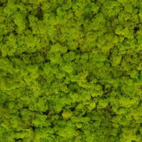 Ijslands mos lentegroen 5kg