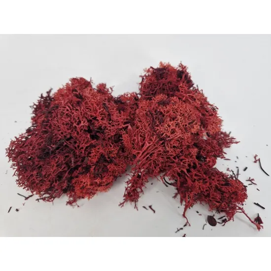 Ijslands mos geconserveerd bordeaux +/-10kg