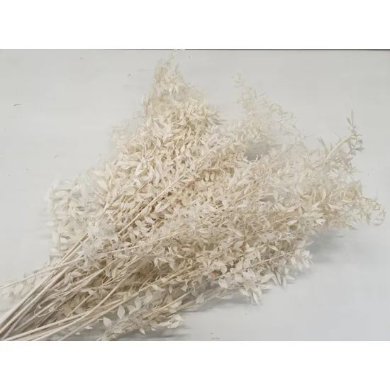 Ruscus gebleekt +/-200gr