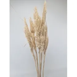 pampas naturel +/-80cm 5st